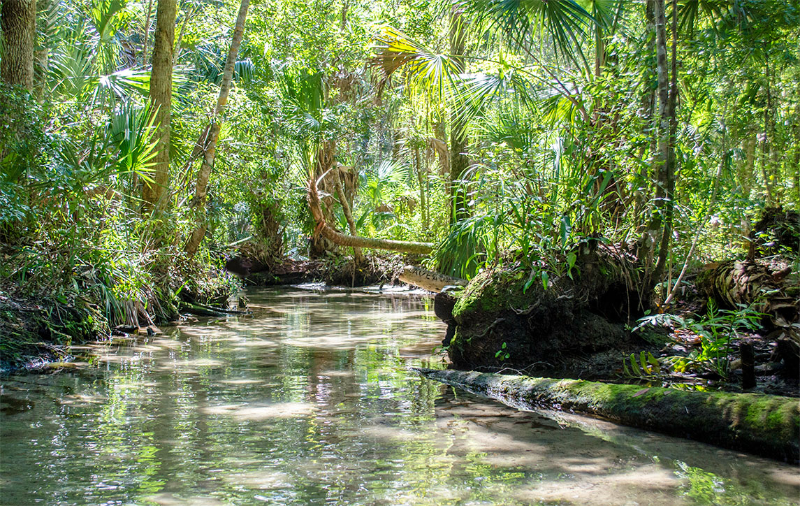 florida natural beauty